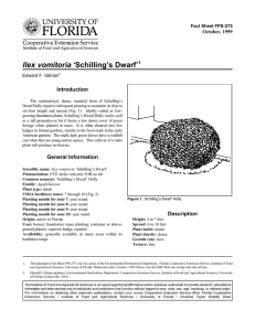 Ilex vomitoria ‘Schilling’s Dwarf’ Introduction October, 1999 Fact Sheet FPS-275