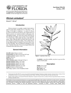 Illicium anisatum Introduction October, 1999 Fact Sheet FPS-276