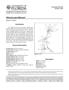 Illicium parviflorum Introduction October, 1999 Fact Sheet FPS-278