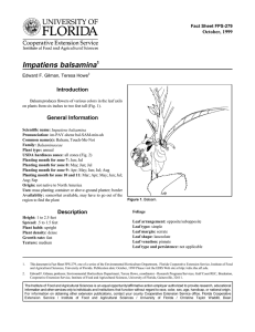 Impatiens balsamina Introduction October, 1999 Fact Sheet FPS-279