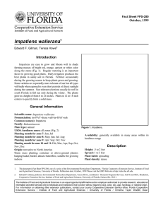 Impatiens wallerana Introduction October, 1999 Fact Sheet FPS-280