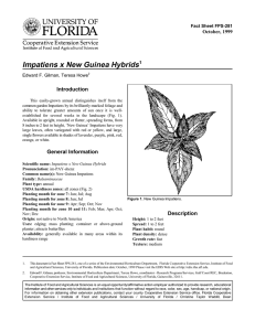 Impatiens x New Guinea Hybrids Introduction October, 1999 Fact Sheet FPS-281
