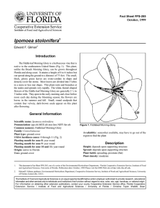 Ipomoea stolonifera Introduction October, 1999 Fact Sheet FPS-285