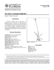 Iris fulva ‘Louisiana Hybrids’ Introduction October, 1999 Fact Sheet FPS-286
