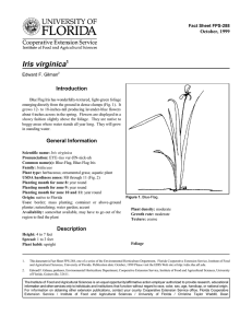 Iris virginica Introduction October, 1999 Fact Sheet FPS-288