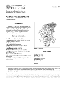 Kalanchoe blossfeldiana Introduction October, 1999 1