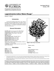 Lagerstroemia indica ‘Baton Rouge’ Introduction October, 1999 Fact Sheet FPS-312