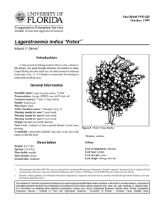 Lagerstroemia indica ‘Victor’ Introduction October, 1999 Fact Sheet FPS-320