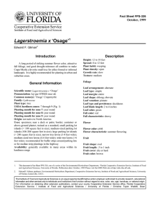 Lagerstroemia x ‘Osage’ Introduction Description October, 1999