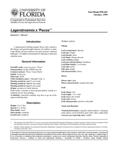 Lagerstroemia x ‘Pecos’ Introduction October, 1999 Fact Sheet FPS-327