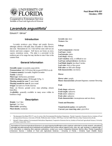 Lavandula angustifolia Introduction October, 1999 Fact Sheet FPS-337