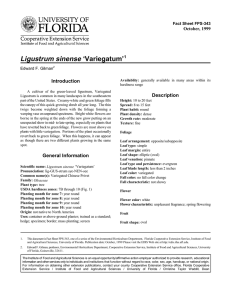 Ligustrum sinense ‘Variegatum’ Introduction Description October, 1999