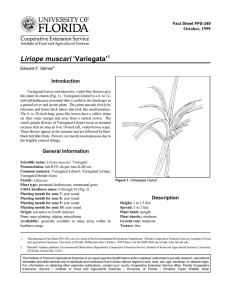 Liriope muscari ‘Variegata’ Introduction October, 1999 Fact Sheet FPS-349