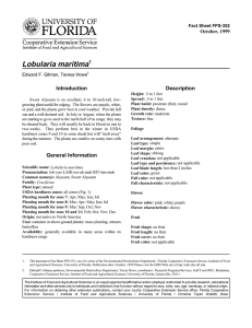 Lobularia maritima Introduction Description October, 1999