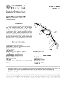 Lycium carolinianum Introduction October, 1999 Fact Sheet FPS-356