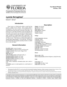 Lyonia ferruginea Introduction Description October, 1999