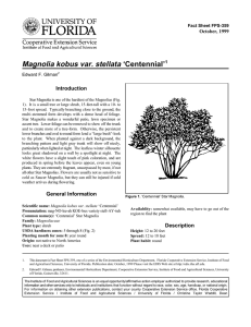 Magnolia kobus var. stellata ‘Centennial’ Introduction October, 1999 Fact Sheet FPS-359