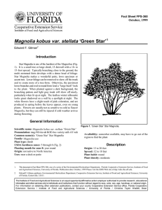 Magnolia kobus var. stellata ‘Green Star’ Introduction October, 1999 Fact Sheet FPS-360