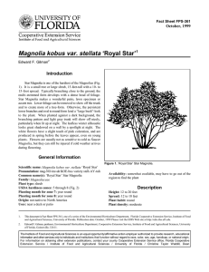 Magnolia kobus var. stellata ‘Royal Star’ Introduction October, 1999 Fact Sheet FPS-361