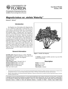 Magnolia kobus var. stellata ‘Waterlily’ Introduction October, 1999 Fact Sheet FPS-363