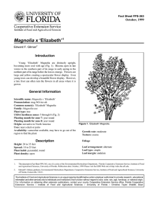 Magnolia x ‘Elizabeth’ Introduction October, 1999 Fact Sheet FPS-363
