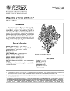 Magnolia x ‘Peter Smithers’ Introduction October, 1999 Fact Sheet FPS-365