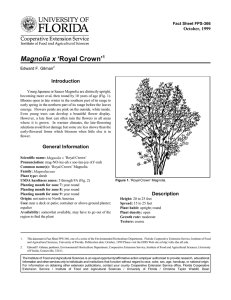 Magnolia x ‘Royal Crown’ Introduction October, 1999 Fact Sheet FPS-366
