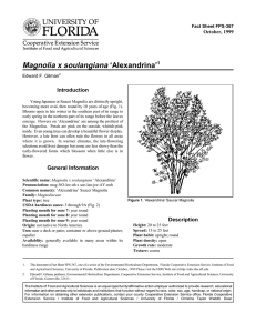 Magnolia x soulangiana ‘Alexandrina’ Introduction October, 1999 Fact Sheet FPS-367