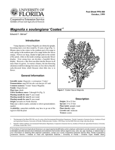 Magnolia x soulangiana ‘Coates’ Introduction October, 1999 Fact Sheet FPS-368