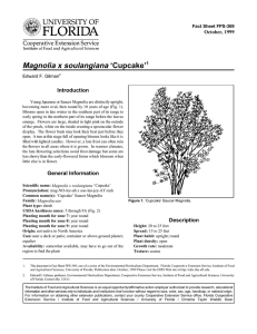 Magnolia x soulangiana ‘Cupcake’ Introduction October, 1999 Fact Sheet FPS-369
