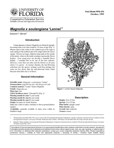 Magnolia x soulangiana ‘Lennei’ Introduction October, 1999 Fact Sheet FPS-370