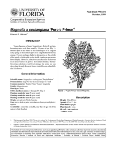 Magnolia x soulangiana ‘Purple Prince’ Introduction October, 1999 Fact Sheet FPS-374