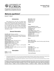 Mahonia aquifolium Introduction October, 1999 Fact Sheet FPS-375