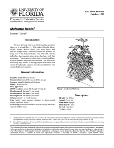 Mahonia bealei Introduction October, 1999 Fact Sheet FPS-376
