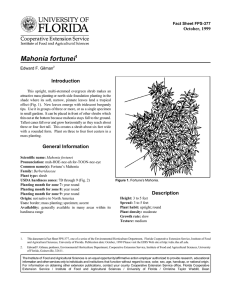 Mahonia fortunei Introduction October, 1999 Fact Sheet FPS-377