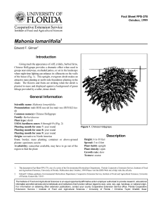 Mahonia lomariifolia Introduction October, 1999 Fact Sheet FPS-378