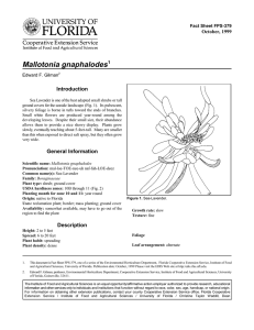 Mallotonia gnaphalodes Introduction October, 1999 Fact Sheet FPS-379