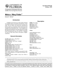 Malus x ‘Mary Potter’ Introduction Description October, 1999