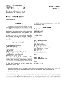 Malus x ‘Profusion’ Introduction Description October, 1999