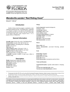Mandevilla sanderi ‘Red Riding Hood’ Introduction October, 1999 Fact Sheet FPS-398