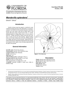 Mandevilla splendens Introduction October, 1999 Fact Sheet FPS-399