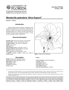 Mandevilla splendens ‘Alice Dupont’ Introduction October, 1999 Fact Sheet FPS-400