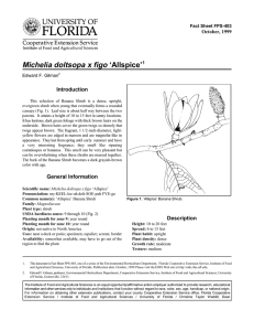Michelia doltsopa x figo ‘Allspice’ Introduction October, 1999 Fact Sheet FPS-403