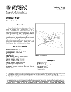 Michelia figo Introduction October, 1999 Fact Sheet FPS-404