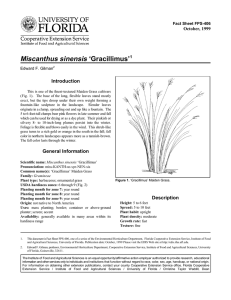 Miscanthus sinensis ‘Gracillimus’ Introduction October, 1999 Fact Sheet FPS-406