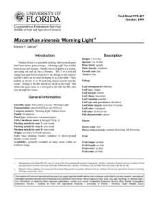 Miscanthus sinensis ‘Morning Light’ Introduction Description October, 1999