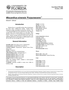 Miscanthus sinensis ‘Purpurascens’ Introduction October, 1999 Fact Sheet FPS-408