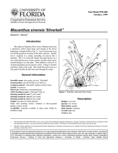 Miscanthus sinensis ‘Silverbell’ Introduction October, 1999 Fact Sheet FPS-409