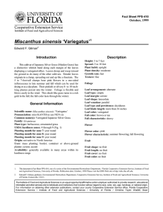 Miscanthus sinensis ‘Variegatus’ Introduction Description October, 1999