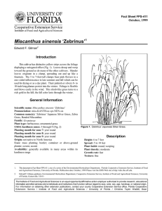 Miscanthus sinensis ‘Zebrinus’ Introduction October, 1999 Fact Sheet FPS-411